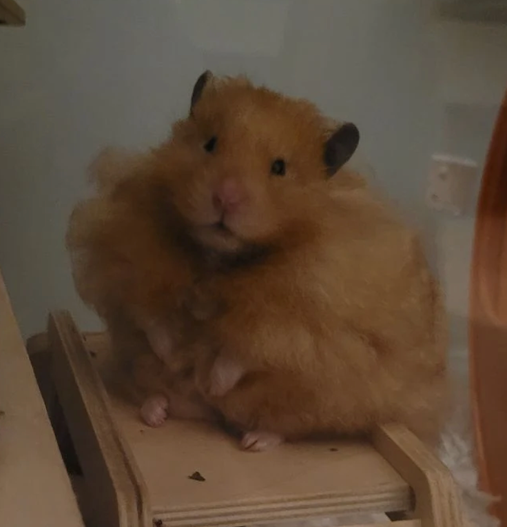 Headshot of Natalie Woods